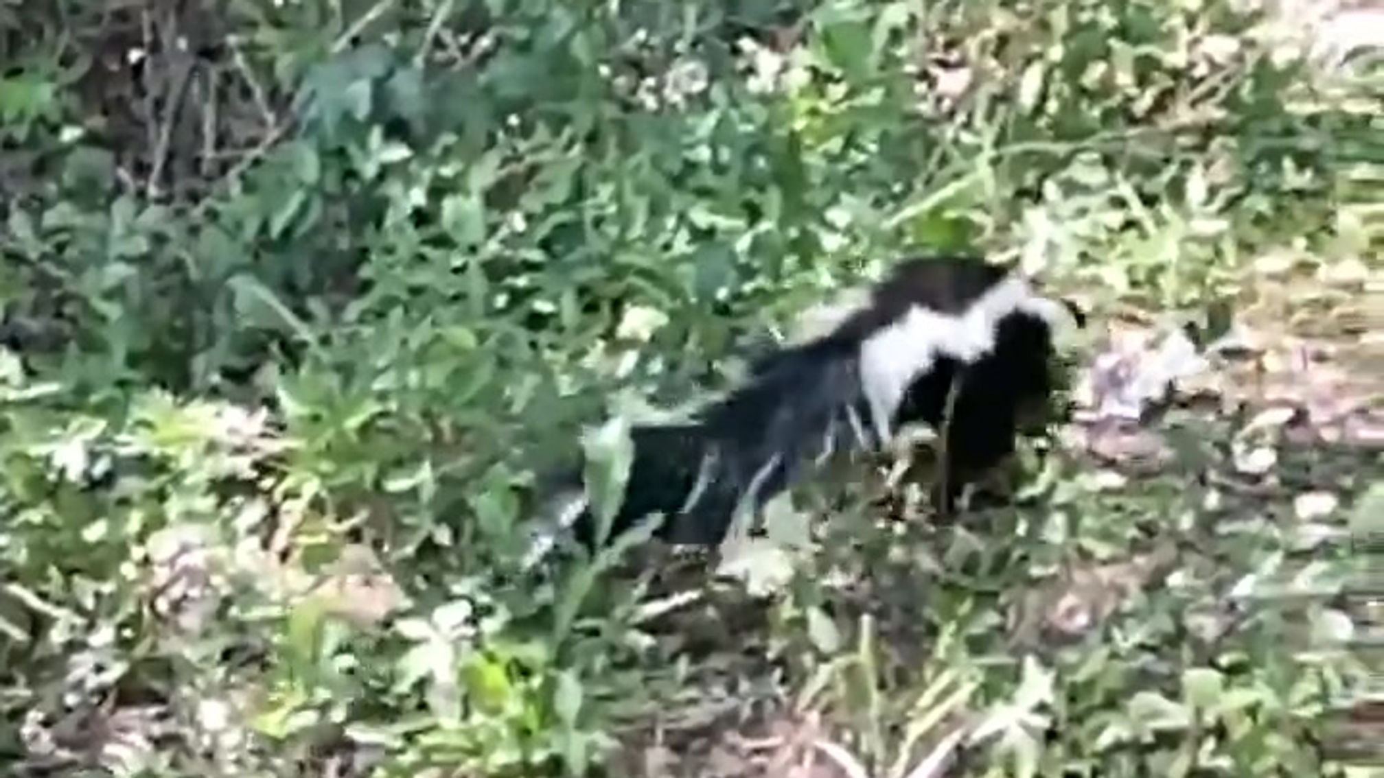 Skunk Release